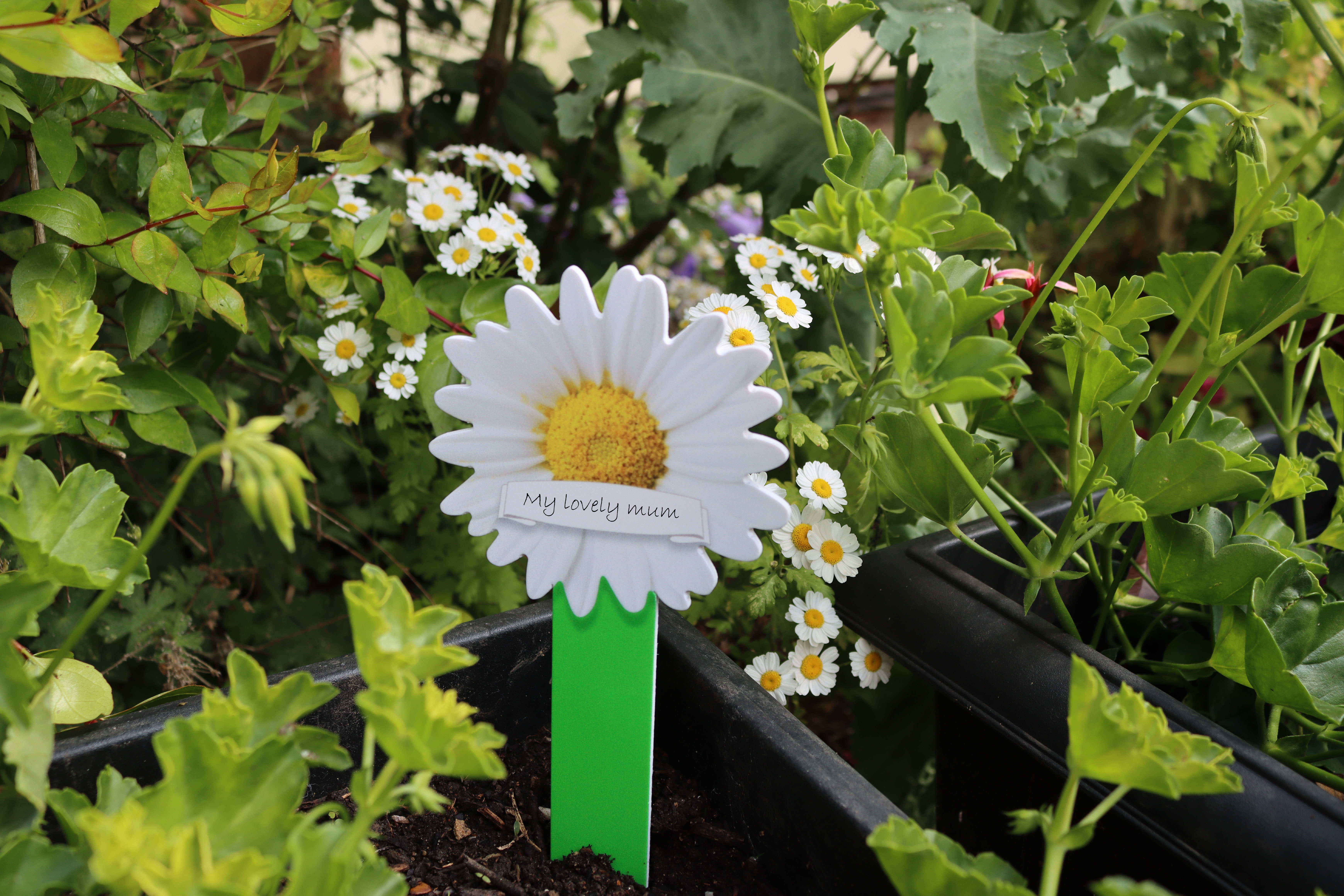 A daisy planted in our garden dedicated to 'my lovely mum'