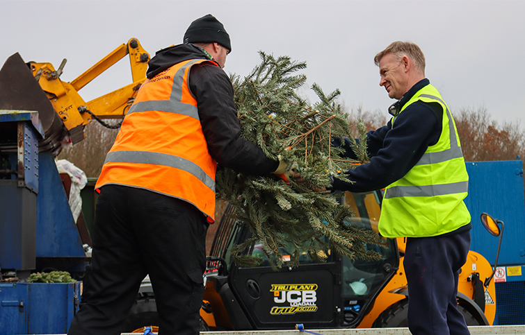 St Helena Hospice volunteer unloads collected trees for recycling